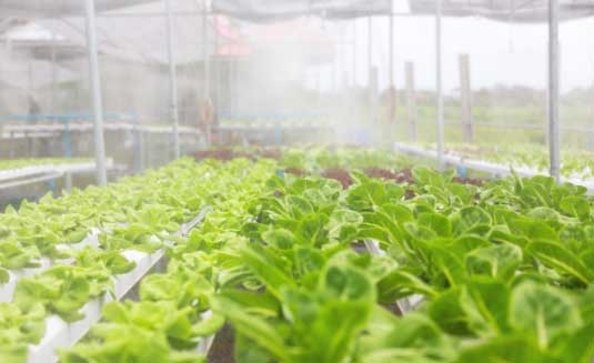 Agriculture