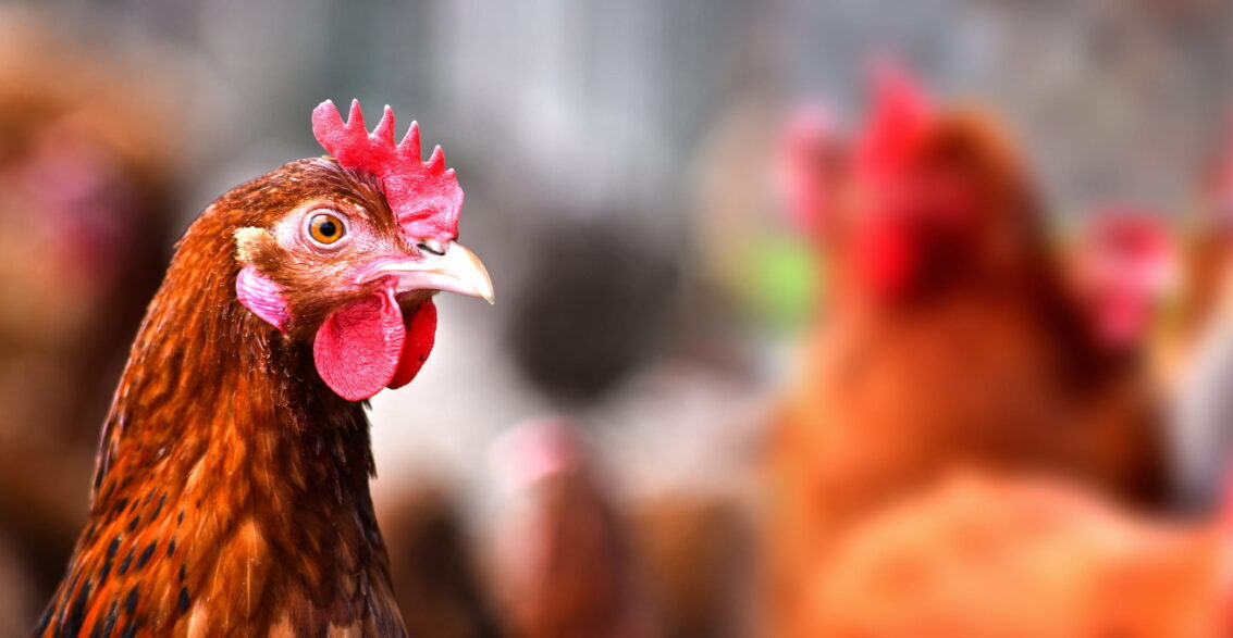 Close-up profile of a brown egg-laying hens with a bright red comb, with a flock of blurred chickens in the background.