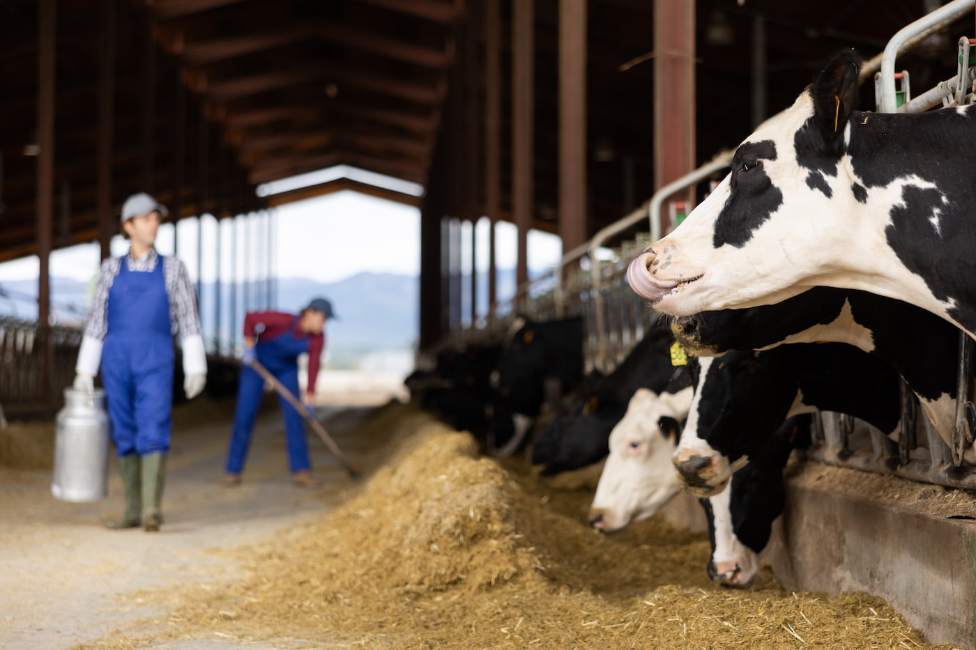 Holstein dairy cows feeding in an open-sided, well-ventilated barn while facility staff maintain a clean feed lane to prevent heat stress and ensure operational uptime.
