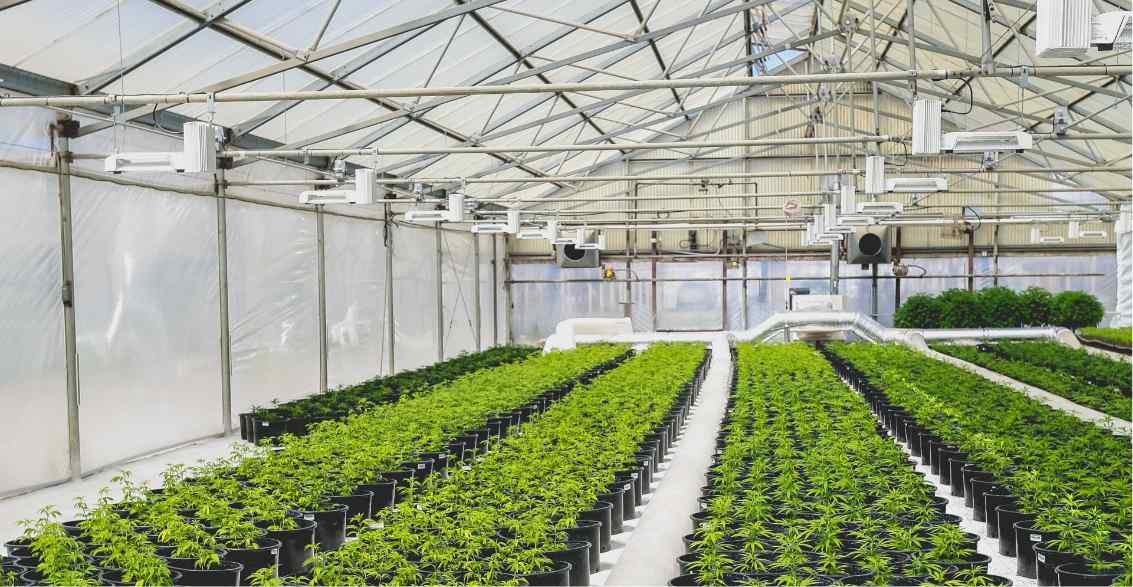 A spacious greenhouse filled with rows of vibrant green plants in black pots, illuminated by overhead grow lights.
