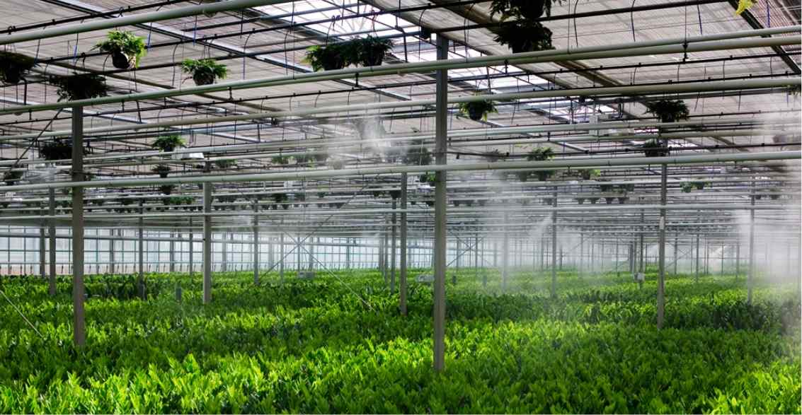 A vibrant greenhouse filled with lush green plants, featuring overhead hanging planters and misting systems for optimal humidity.