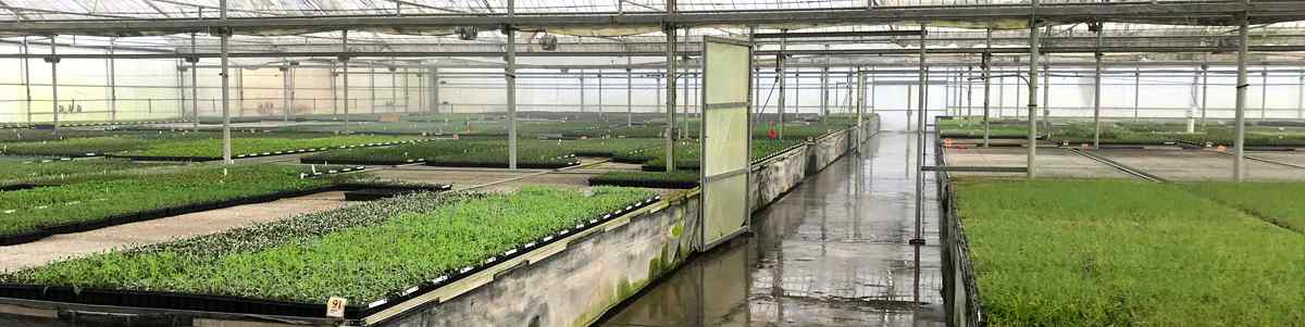 A spacious greenhouse filled with rows of vibrant green seedlings in trays, reflecting a well-maintained horticultural environment.