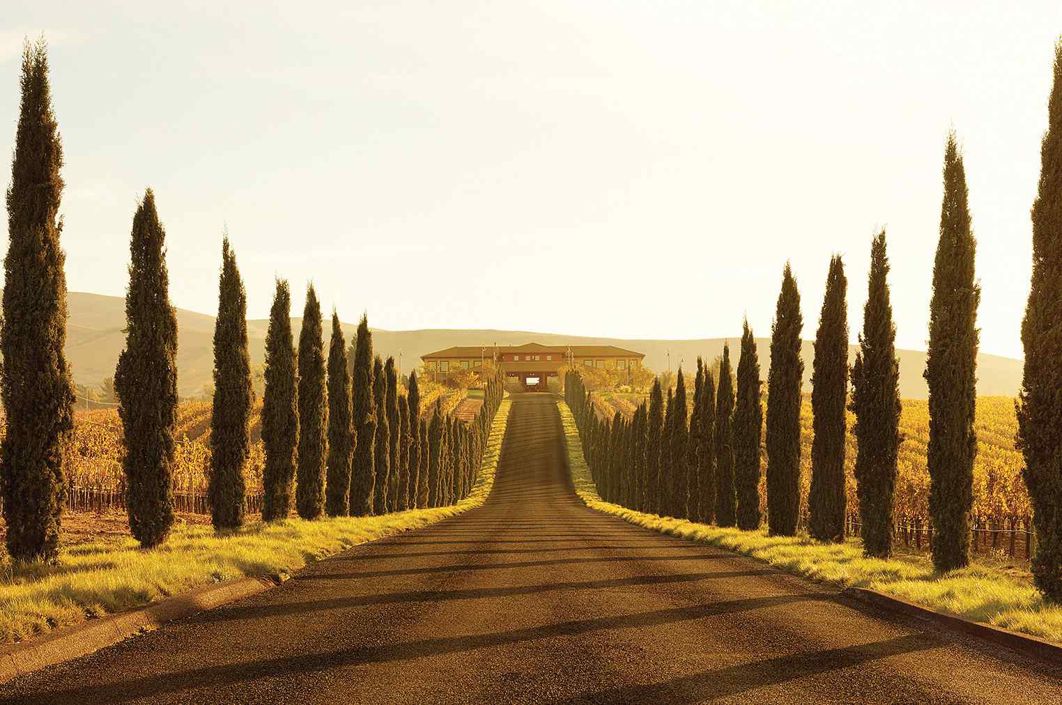 A picturesque vineyard road lined with tall cypress trees leads to a rustic winery under a golden sunset sky.