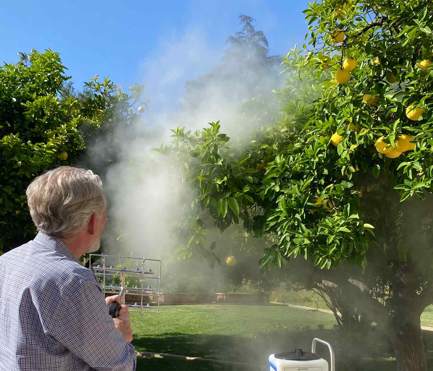 A man sprays mist towards a lemon tree, which is laden with ripe lemons, under a clear blue sky.