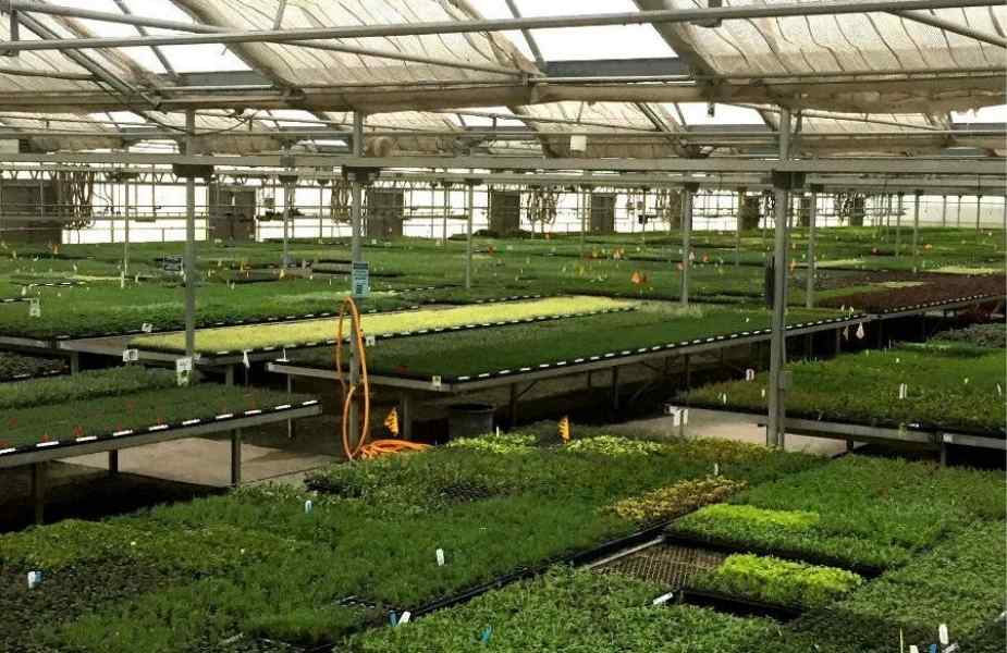 A spacious greenhouse filled with rows of vibrant green seedlings on shelves, under a light-filtering roof.