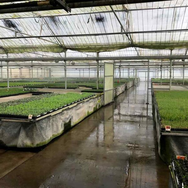 A spacious greenhouse filled with rows of lush seedlings, sunlight filtering through the plastic roof, and a polished wet floor.