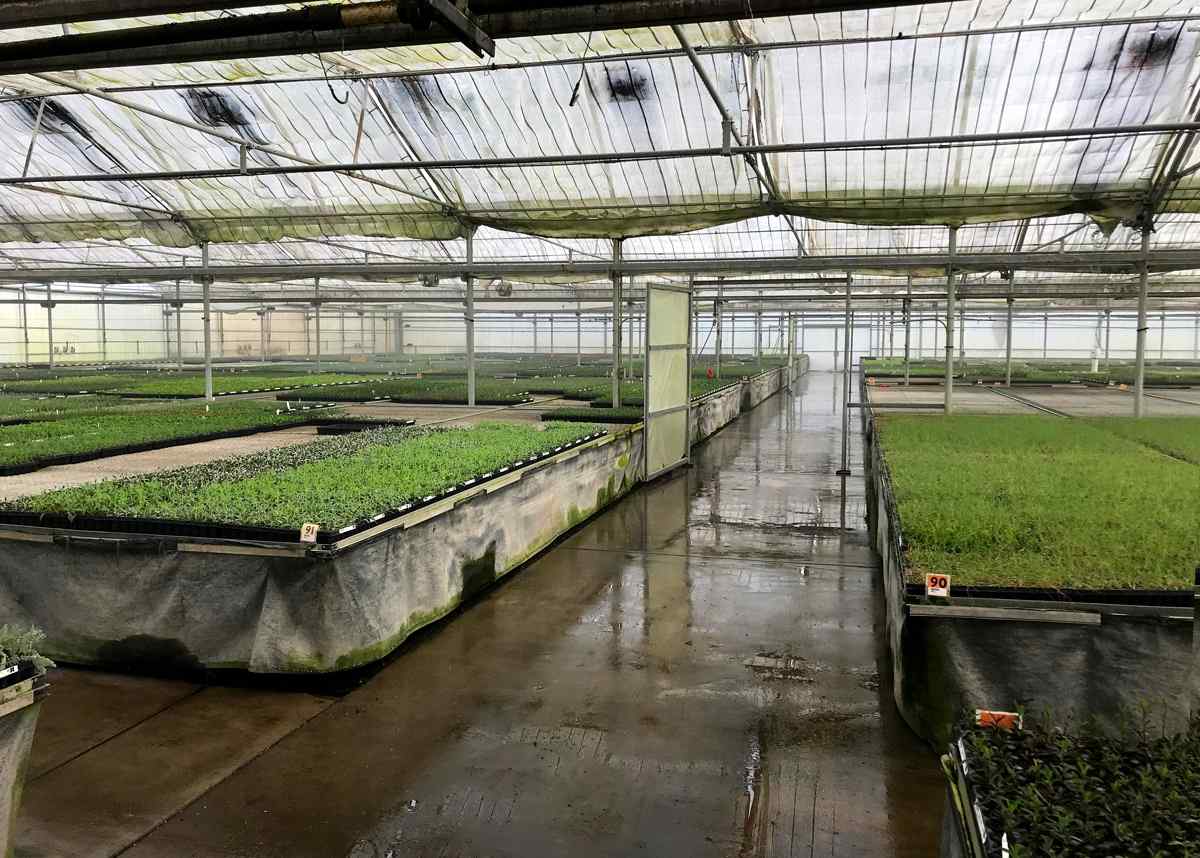 A spacious greenhouse filled with rows of lush seedlings, sunlight filtering through the plastic roof, and a polished wet floor.
