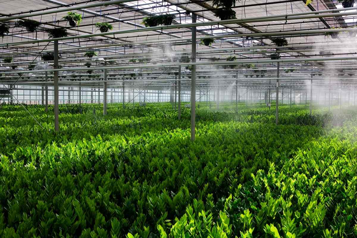 Lush green plants in a spacious greenhouse, with misting systems in operation to maintain humidity and growth conditions.