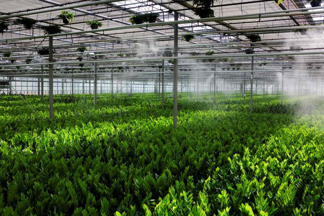 MeeFog Agriculture
