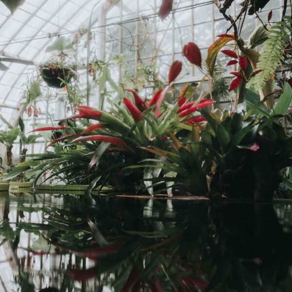 A lush greenhouse filled with vibrant red and green plants, reflected in still water, under a glass ceiling.