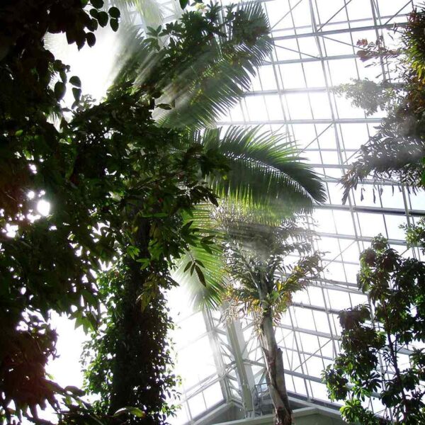 Lush green tropical plants reaching towards a glass ceiling, with sunlight filtering through and creating a misty atmosphere.