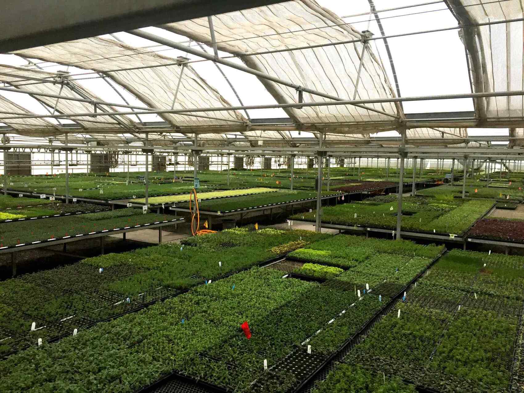 A spacious greenhouse filled with rows of vibrant green seedlings on trays, under a partially shaded roof.