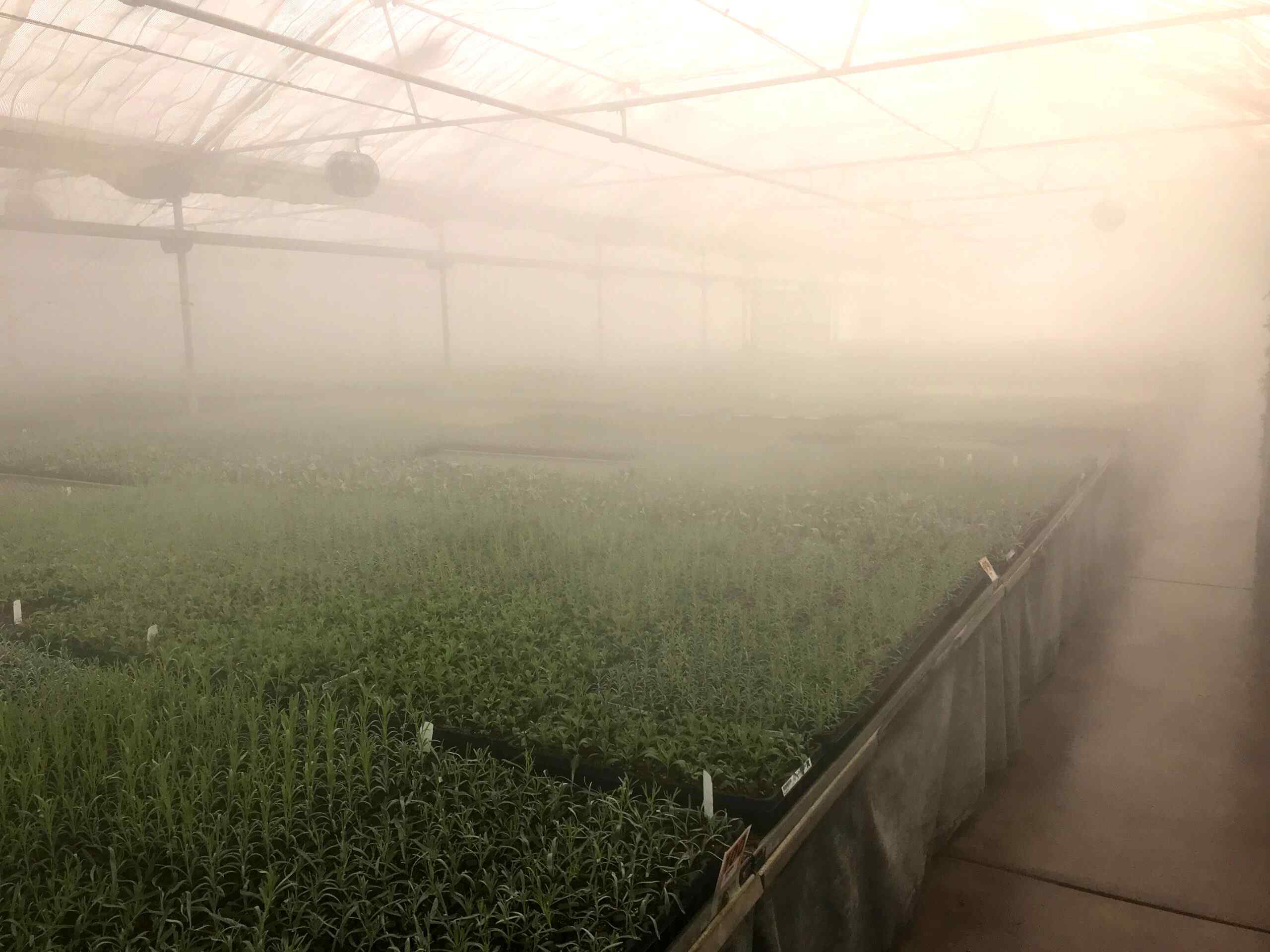 A misty greenhouse filled with rows of lush green seedlings, faintly visible through a thick layer of fog.