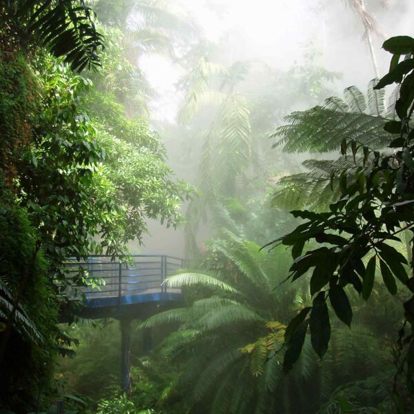 A misty tropical forest scene featuring lush green foliage and a blue viewing platform amidst dense palm trees.