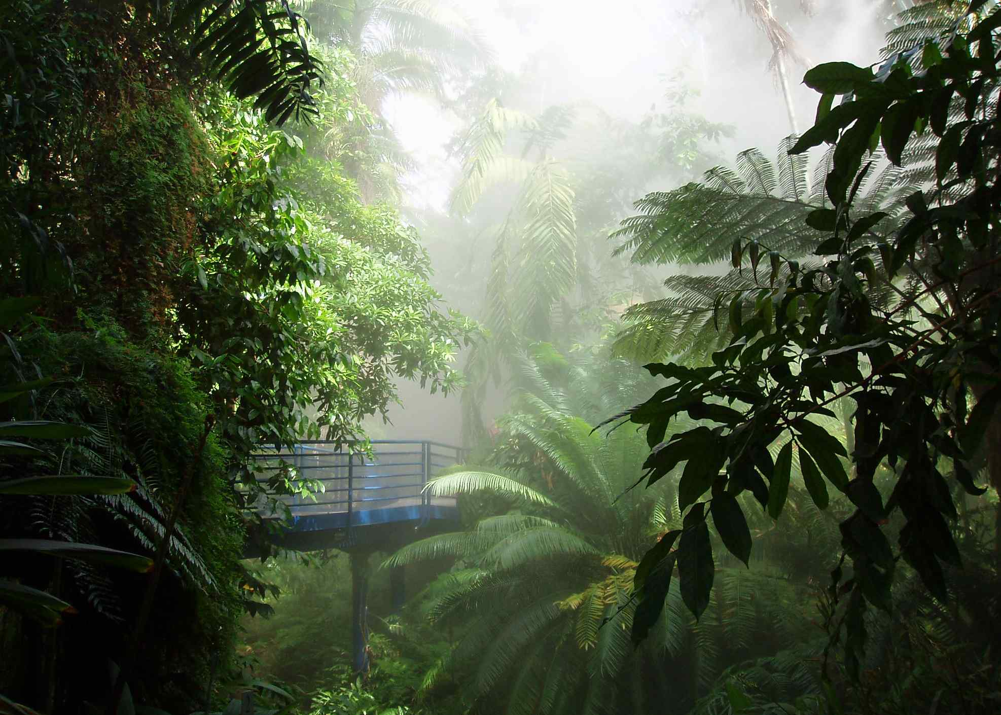 A misty tropical forest scene featuring lush green foliage and a blue viewing platform amidst dense palm trees.