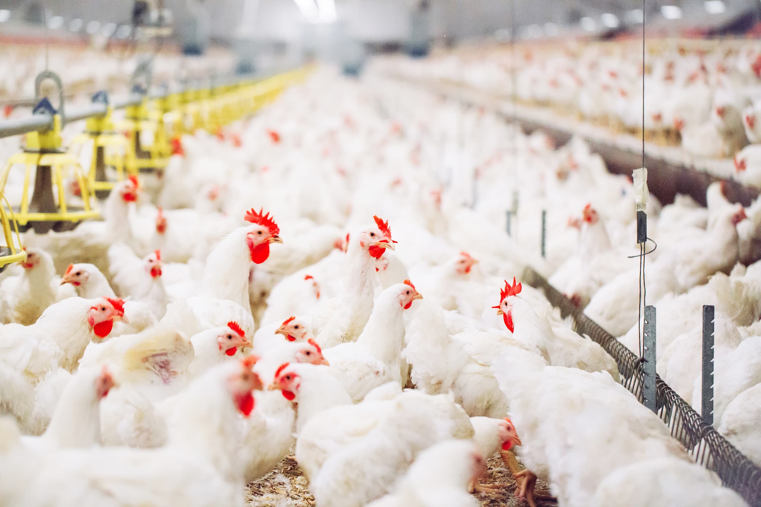 Large flock of white chickens inside a commercial poultry farm, highlighting the need for bird flu prevention and advanced disinfection systems