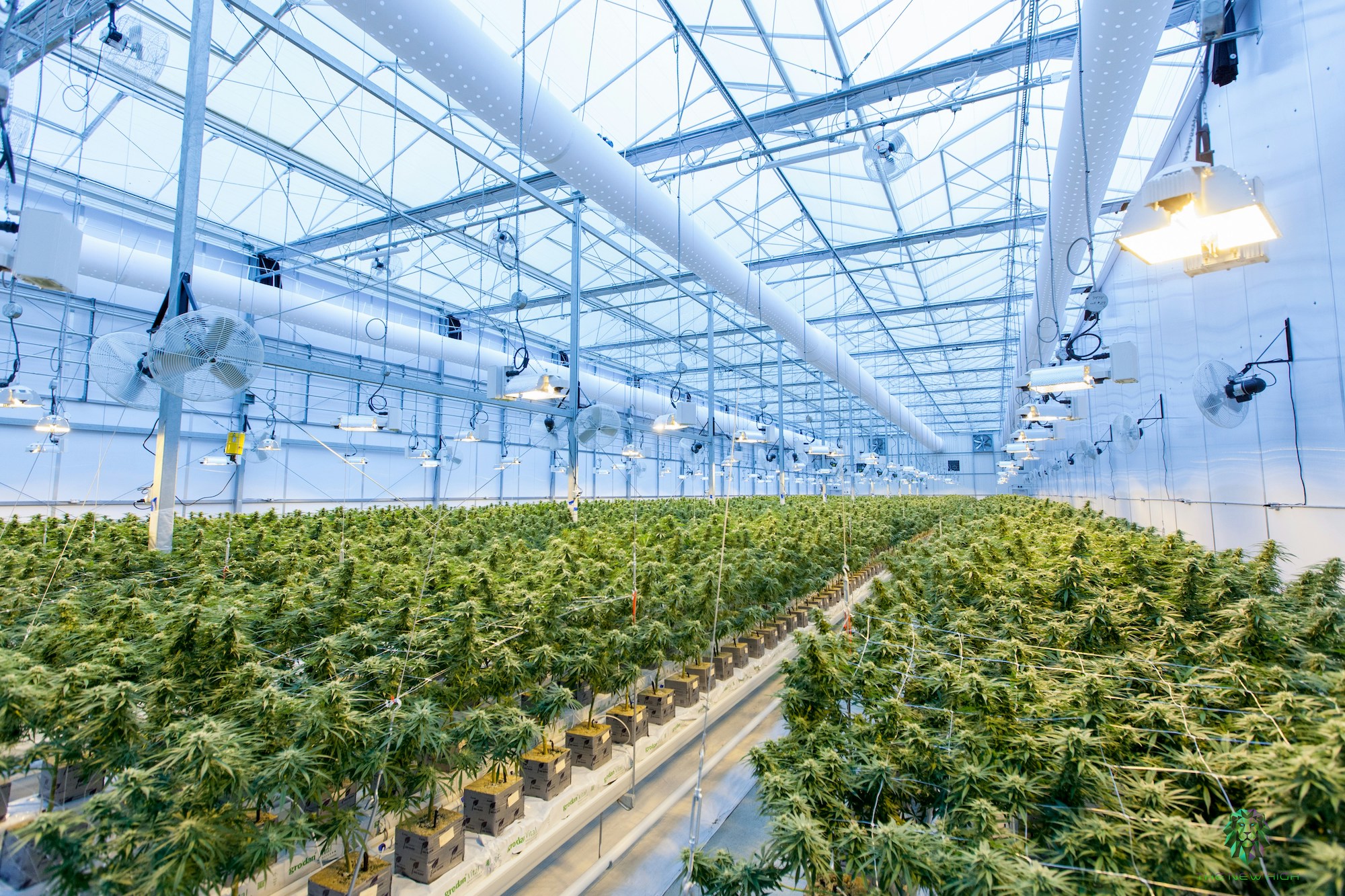 Inside Nutraleaf's growing facility using 20 gallon mobile mee for Integrated Pest Management for Cannabis Growers